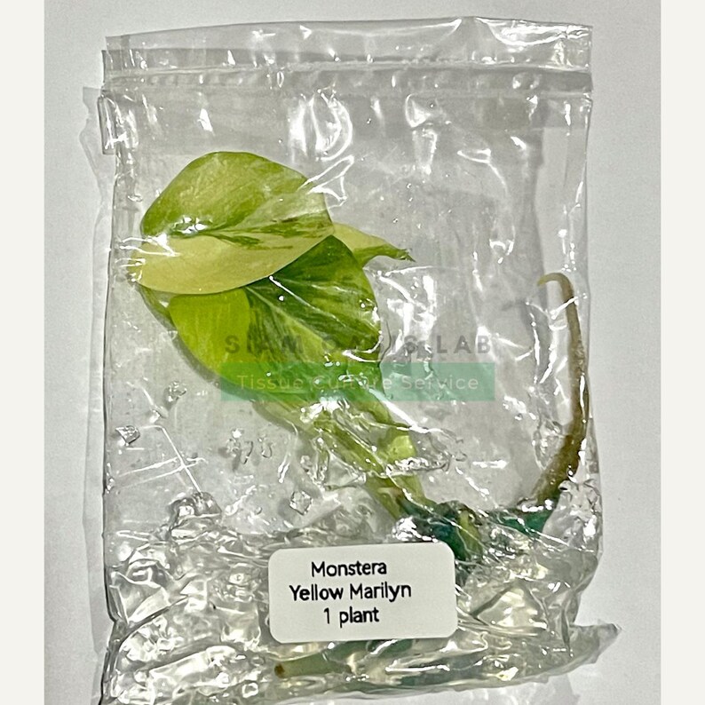 Monstera Yellow Marilyn Variegated Tissue Culture Plant - Rare Aroid - Free Phyto image 13