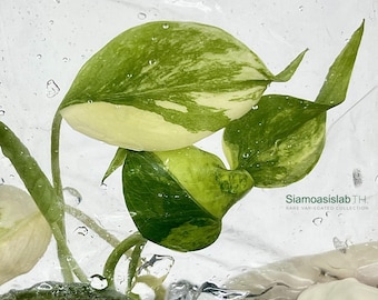 Monstera Yellow Marilyn Variegated Tissue Culture Plant - Rzadki Aroid - Free Phyto