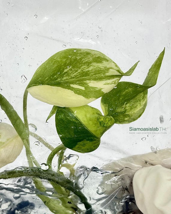 Monstera Yellow Marilyn Variegated Tissue Culture Plant - Rare Aroid - Free Phyto
