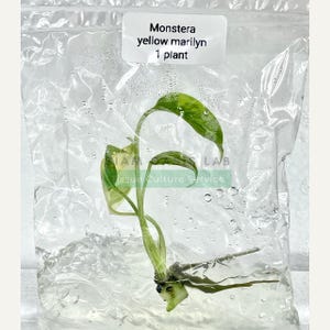 Monstera Yellow Marilyn Variegated Tissue Culture Plant - Rare Aroid - Free Phyto image 10