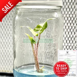 Variegated Alocasia Stingray Albo l High-quality tissue culture l Ready to Ship / Free Phyto