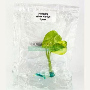 Monstera Yellow Marilyn Variegated Tissue Culture Plant - Rare Aroid - Free Phyto image 11