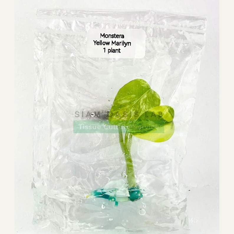 Monstera Yellow Marilyn Variegated Tissue Culture Plant - Rare Aroid - Free Phyto image 11