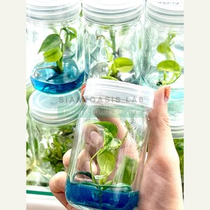May include: Close-up of a glass jar with a blue liquid and a small green plant inside. The jar has a white lid and the text "SIAM OASIS LAB Tissue Culture Service" is printed on the label.