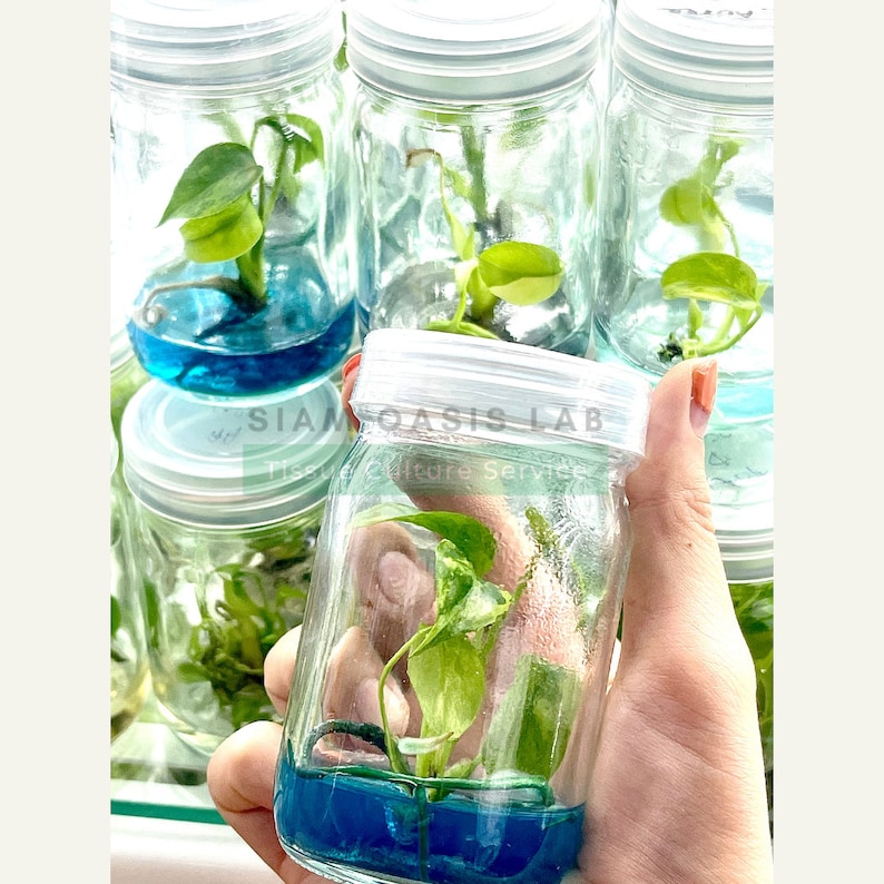 May include: Close-up of a glass jar with a blue liquid and a small green plant inside. The jar has a white lid and the text "SIAM OASIS LAB Tissue Culture Service" is printed on the label.
