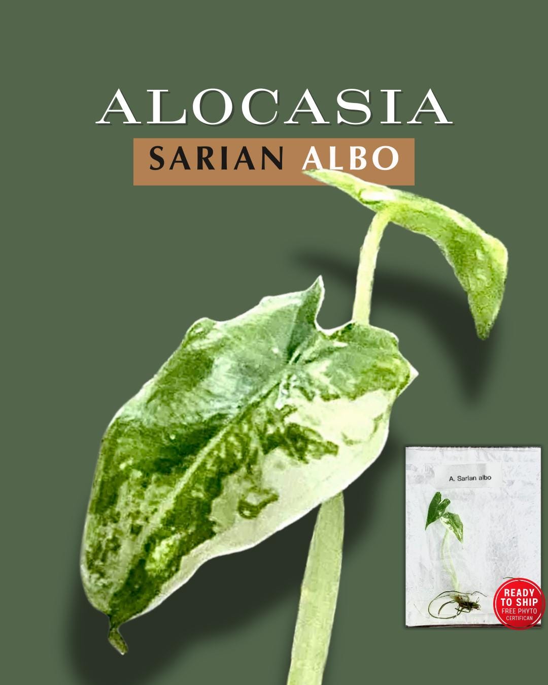 Variegated Alocasia Sarian Albo Tissue Culture Plant | Limited Batch | Free  Phyto - Etsy