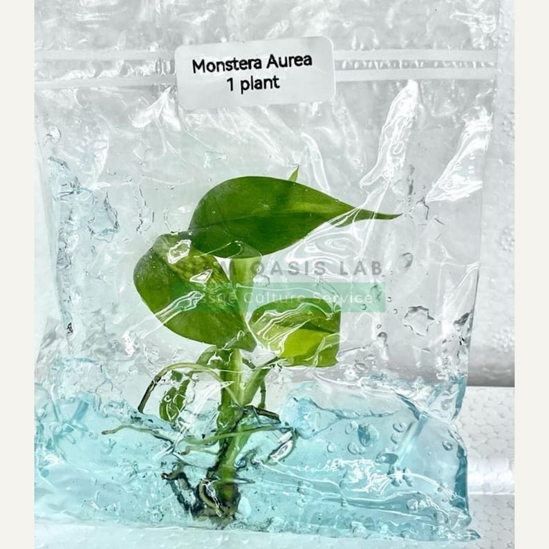 Variegated Monstera Aurea Tissue Culture Plant - Rare Aroid - Free Phyto image 6