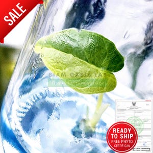 Rare Variegated Alocasia Melo Aurea l High-quality tissue culture l Ready to Ship / Free Phyto