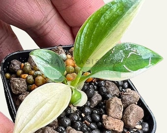 Rare Variegated Philodendron Longilobatum lelano miyano Tissue Culture Plant | Limited Batch | Free Phyto