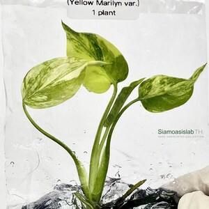 Monstera Yellow Marilyn Variegated Tissue Culture Plant - Rare Aroid - Free Phyto image 5