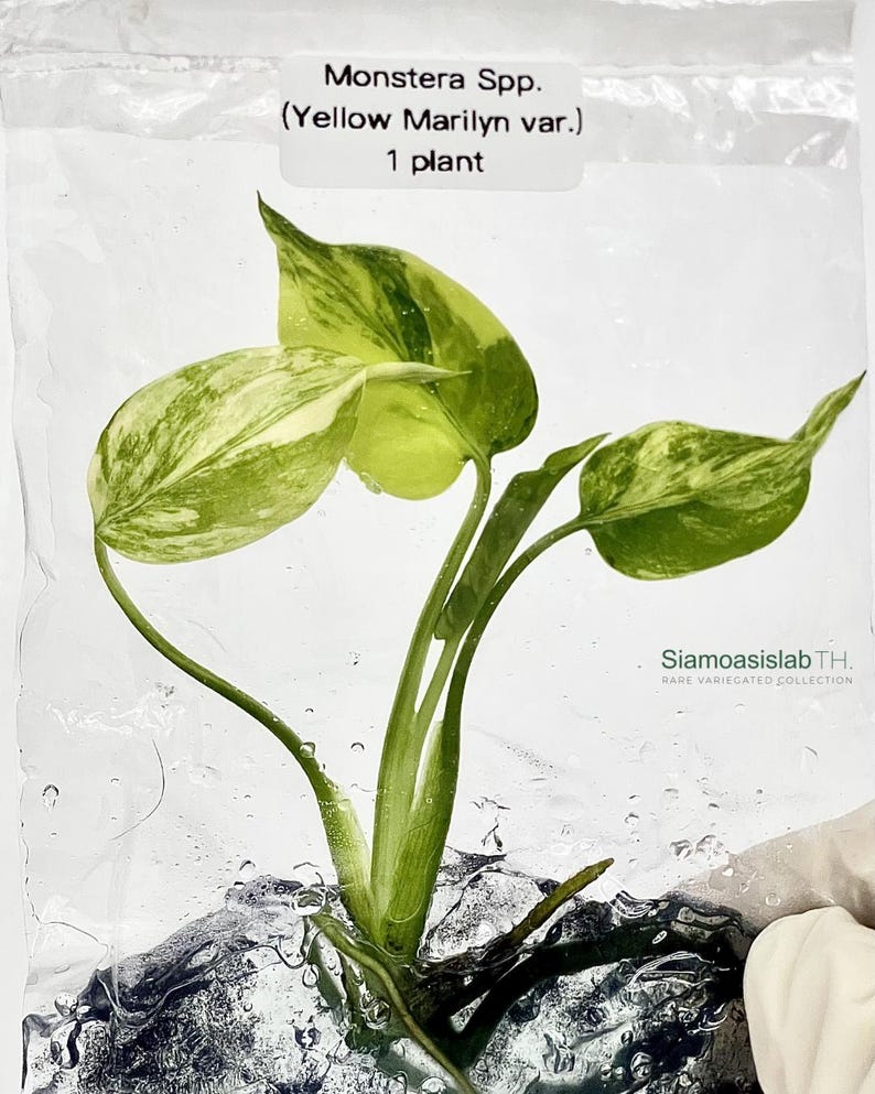 Monstera Yellow Marilyn Variegated Tissue Culture Plant - Rare Aroid - Free Phyto image 5