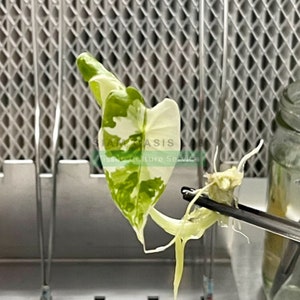May include: A close-up of a small, variegated plant with white and green leaves. The plant is being held by tweezers and has roots growing from the stem. The plant is labeled "Plant Oasis Tissue Culture Service."
