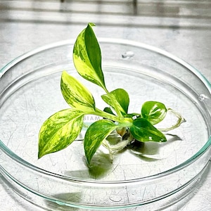 Philodendron Burle Marx Variegated l High-quality tissue culture l Ready to Ship / Free Phyto