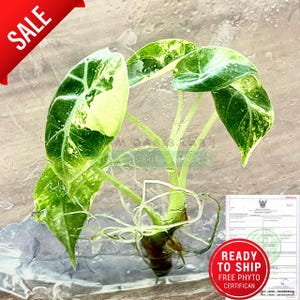 Alocasia Watsoniana variegated - High-quality tissue culture l Ready to Ship / Free Phyto