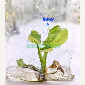 Variegated Monstera Aurea Tissue Culture Plant - Rare Aroid - Free Phyto image 5