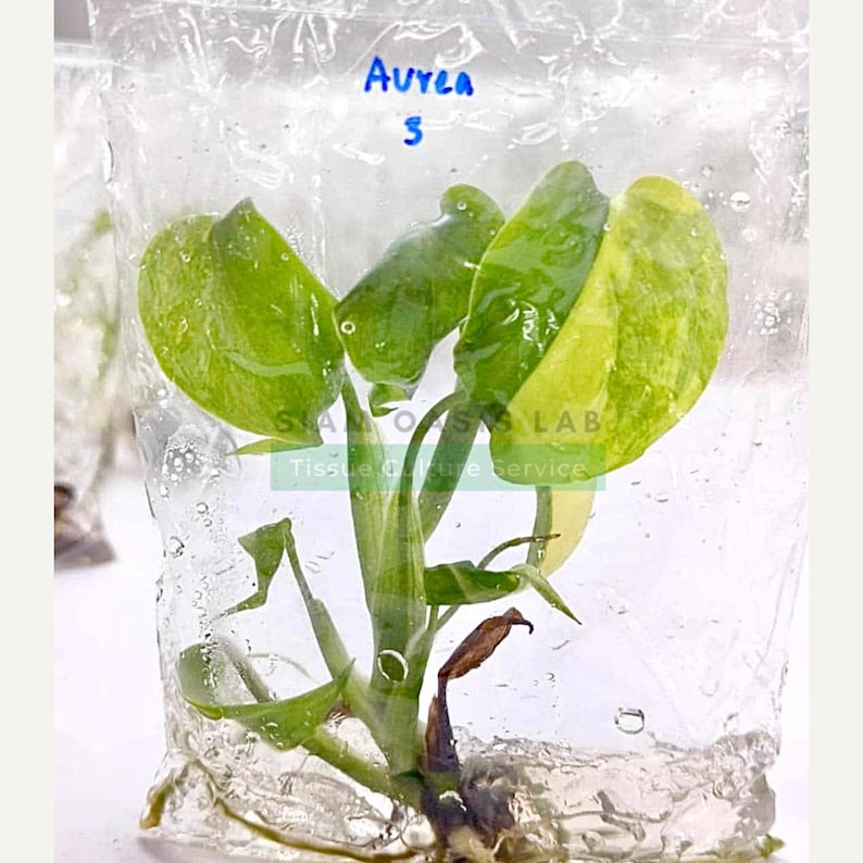 Variegated Monstera Aurea Tissue Culture Plant - Rare Aroid - Free Phyto image 4
