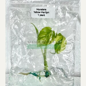 Monstera Yellow Marilyn Variegated Tissue Culture Plant - Rare Aroid - Free Phyto image 9