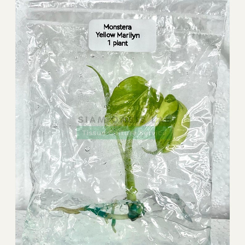 Monstera Yellow Marilyn Variegated Tissue Culture Plant - Rare Aroid - Free Phyto image 9