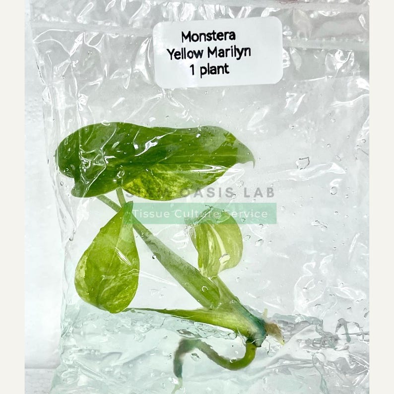 Monstera Yellow Marilyn Variegated Tissue Culture Plant - Rare Aroid - Free Phyto image 8