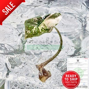 Variegated Alocasia Nobilis: Rare Tissue Culture Plant - Free Phyto