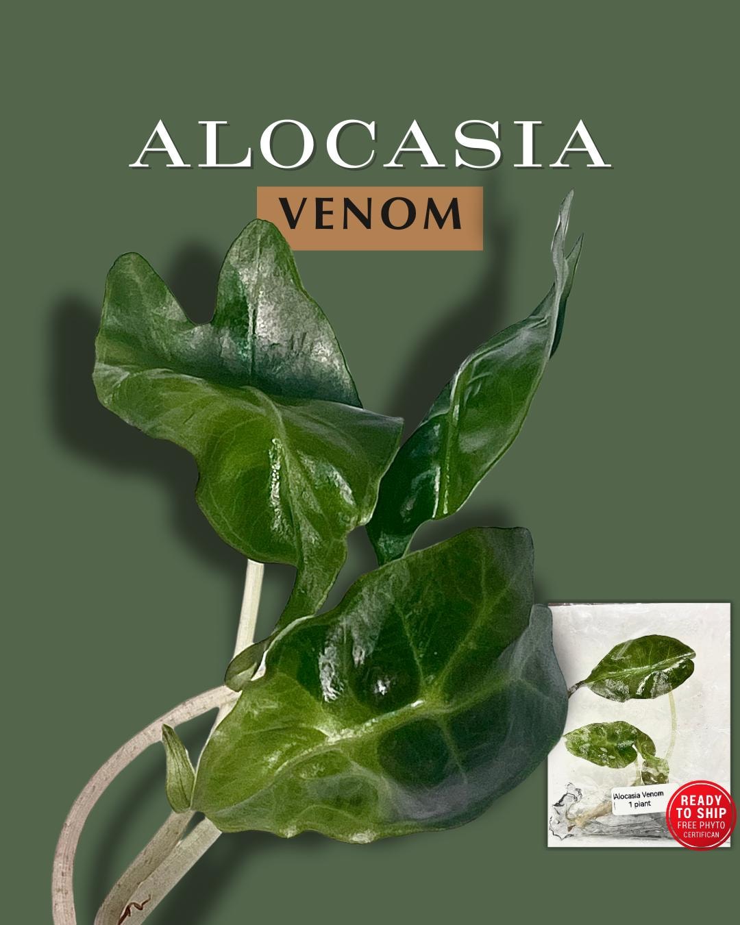 Alocasia Venom X2 Plants Tissue Culture Plant - Rare Plant - Free