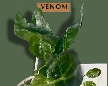 Alocasia Venom X2 Plants Tissue Culture Plant - Rare Plant - Free