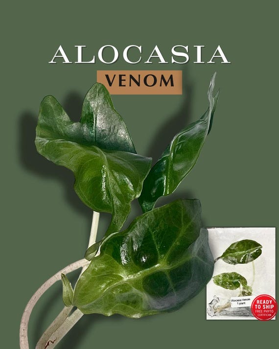 Alocasia Venom X2 Plants Tissue Culture Plant - Rare Plant - Free