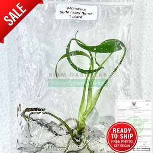 Monstera Burle marx flame Tissue Culture l Ready to Ship / Free Phyto