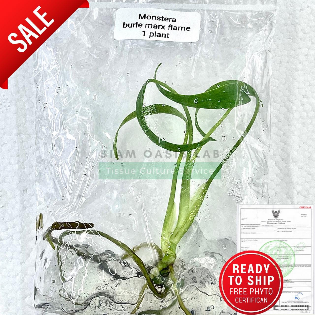 Monstera Burle Marx Flame Tissue Culture Plant - Etsy