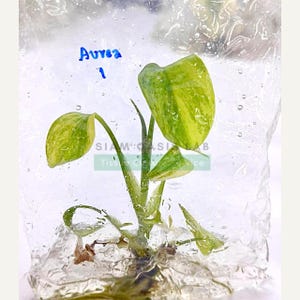 Variegated Monstera Aurea Tissue Culture Plant - Rare Aroid - Free Phyto image 3
