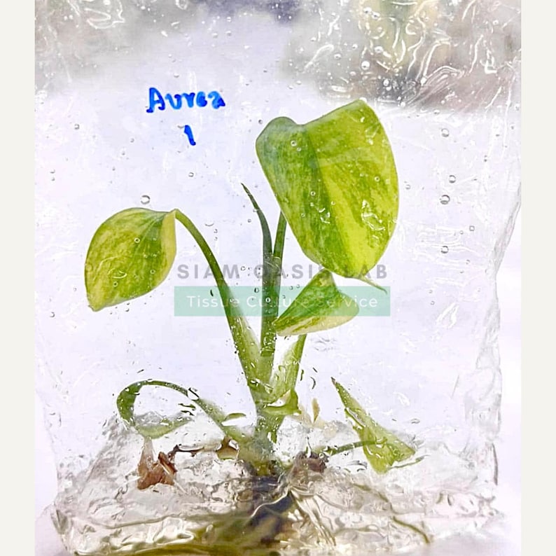 Variegated Monstera Aurea Tissue Culture Plant - Rare Aroid - Free Phyto image 3