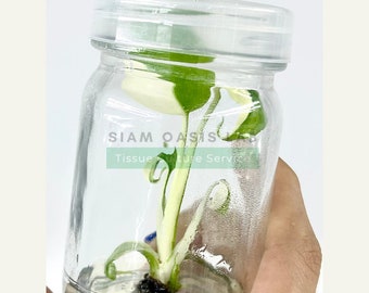 Variegated Monstera Albo | Rare Aroid Tissue Culture Plant. | Limited Batch | Free Phyto