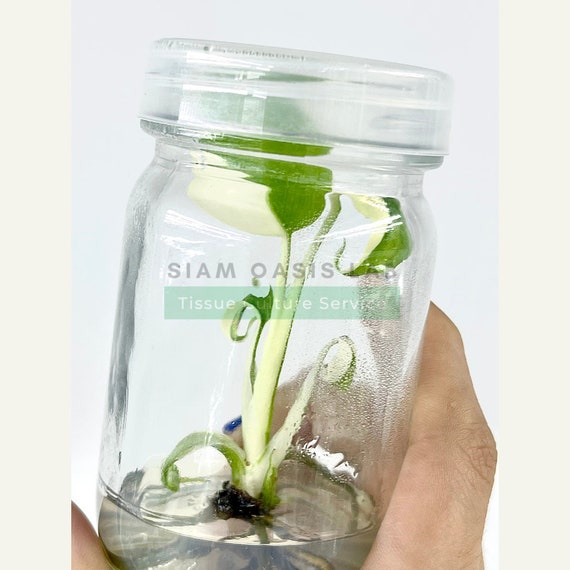 Variegated Monstera Albo | Rare Aroid Tissue Culture Plant. | Limited Batch | Free Phyto