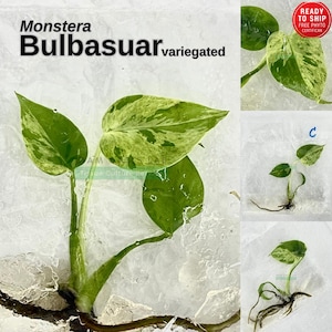 Könnte beinhalten: Nahaufnahme einer panaschierten Monstera Bulbasuar Pflanze. Die Blätter sind grün mit gelb-weißer Panaschierung. Das Bild enthält den Text "Monstera Bulbasuar variegated" und ein "Ready to Ship" Siegel.