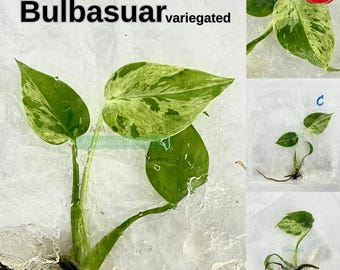 May include: A close-up of a variegated Monstera Bulbasuar plant. The leaves are green with yellow and white variegation. The image includes the text "Monstera Bulbasuar variegated" and a "Ready to Ship" seal.