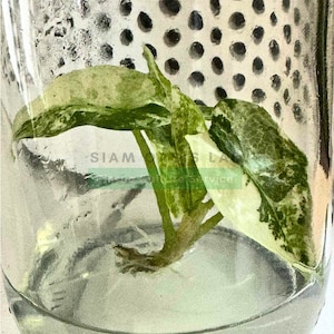 Variegated Alocasia Sanderiana bull l High-quality tissue culture l Ready to Ship / Free Phyto