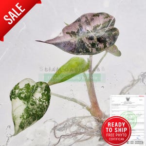 Variegated Alocasia Sanderiana Pink l High-quality tissue culture l Ready to Ship / Free Phyto