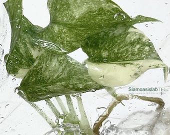 Różnorodna hodowla tkankowa Monstera Thaicon – gotowa do wysyłki