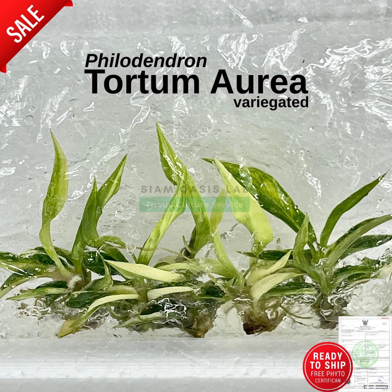 Rare Variegated Philodendron Tortum Aurea  Tissue Culture Plant  1 Plant   Limited Batch  Free Phyto - Etsy