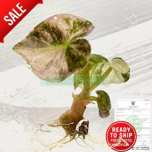 Cuore di palloncino di Alocasia variegata l Coltura di tessuti di alta qualità l Pronto per la spedizione / Fito gratuito