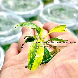 Philodendron Florida Beauty Variegated l High-quality tissue culture l Ready to Ship / Free Phyto