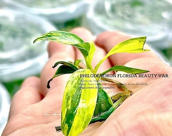 Philodendron Florida Beauty Variegated Tissue Culture Plant | Limited Batch  | Free Phyto - Etsy