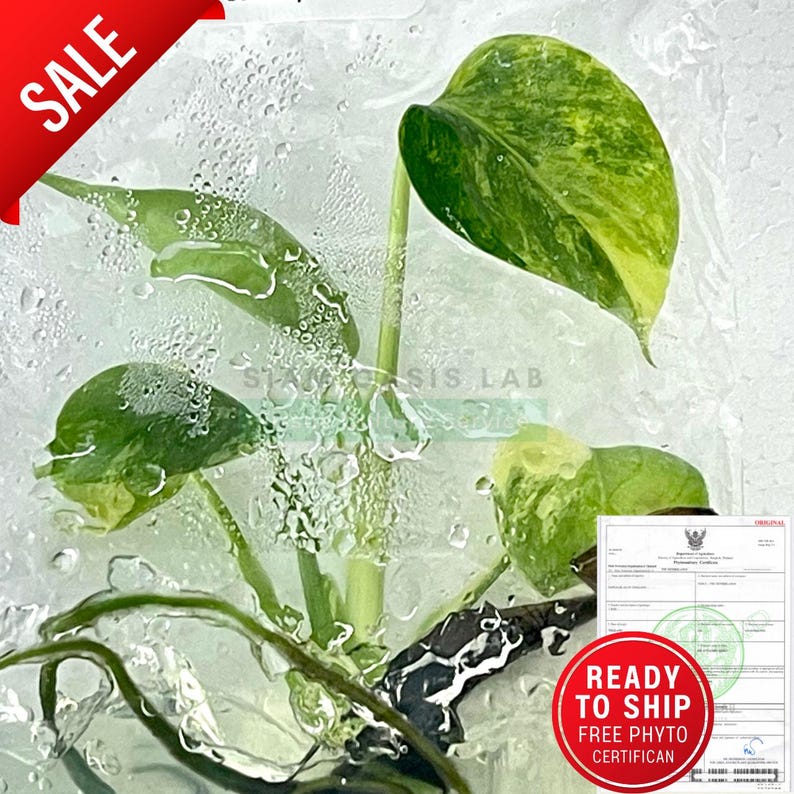 Monstera Yellow Marilyn Variegated Tissue Culture Plant - Rare Aroid - Free Phyto image 2