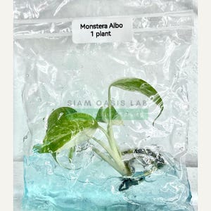 Variegated Monstera Albo | Rzadka roślina aroidowa z hodowli tkankowej. | Limitowana partia | Darmowa fitoterapi zdjęcie 2