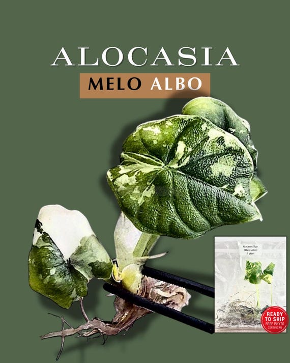 Rare Variegated Alocasia Melo Albo Tissue Culture Plant | Limited