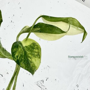 Monstera Yellow Marilyn Variegated Tissue Culture Plant - Rare Aroid - Free Phyto image 3
