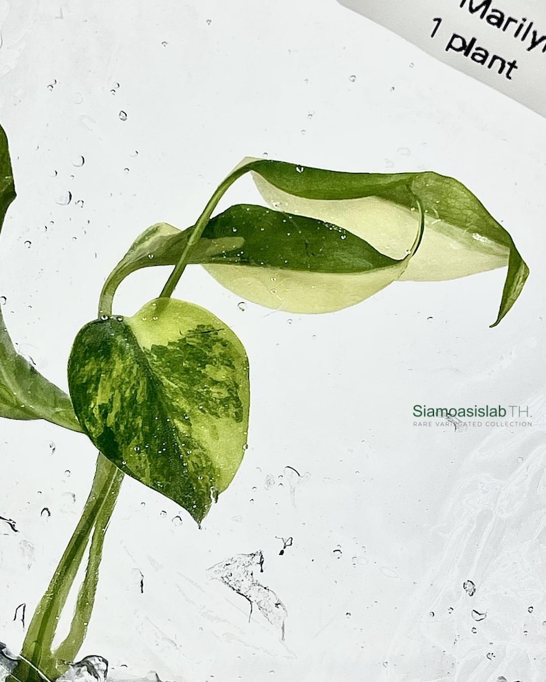 Monstera Yellow Marilyn Variegated Tissue Culture Plant - Rare Aroid - Free Phyto image 3