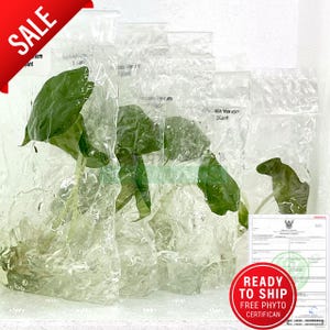 Alocasia Venom Tissue Culture – Buy 1 Get 1 Free l Ready to Ship / Free Phyto