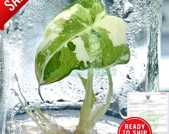 Variegated Alocasia Black velvet pink Tissue Culture Plant | Limited Batch | Free Phyto