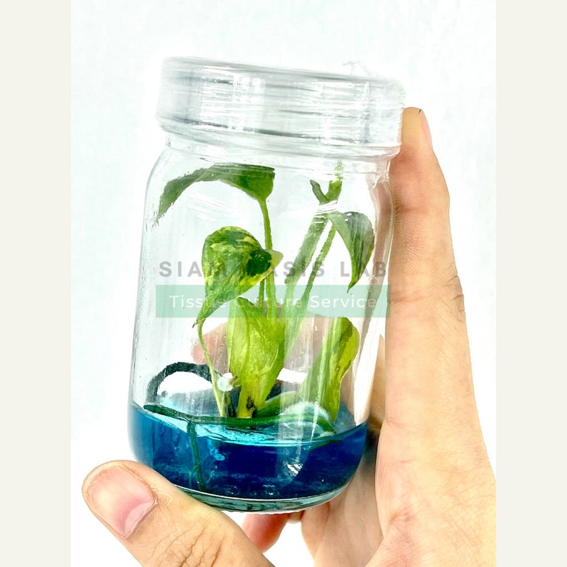 May include: A clear glass jar with a blue liquid and a small green plant with variegated leaves. The jar has a clear plastic lid and the text "SIAMASIS LAB Tissue Culture Service" is printed on the side.